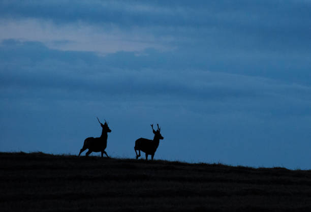 istock Wild free big animals in Sweden - Part 1 1882586833