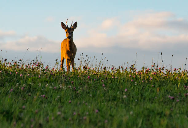 istock Wild free big animals in Sweden - Part 1 1882587355