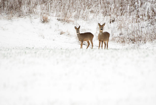 Roe Deer on a Frost-Covered Field  Wildlife in a Winter Landscape with Morning