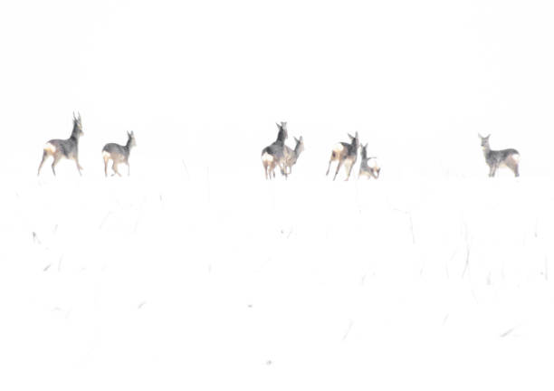 istock Wild free big animals in Sweden - Part 1 1882587875