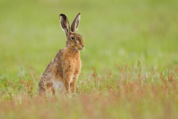 istock Small rabbit standing in lush green grass, in a peaceful and serene environment 1882602604