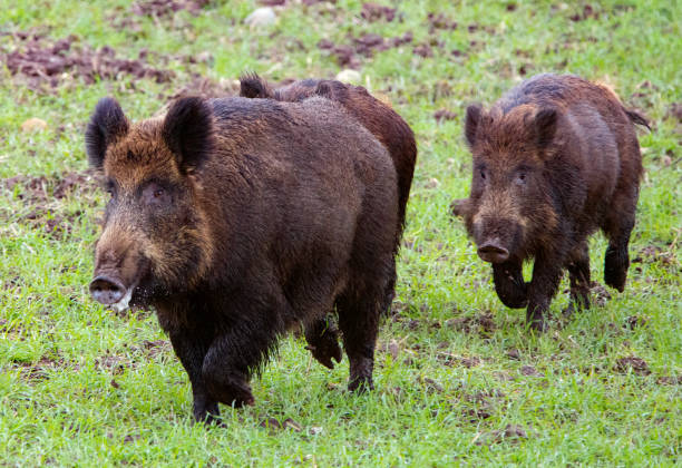 istock Wild free big animals in Sweden - Part 2 1882605218