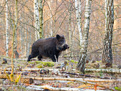 Wild free big animals in Sweden - Part 2