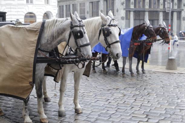 horses in the cold weather and rain in Wien