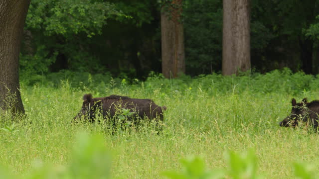 A boar walking through tall grass, others follow it