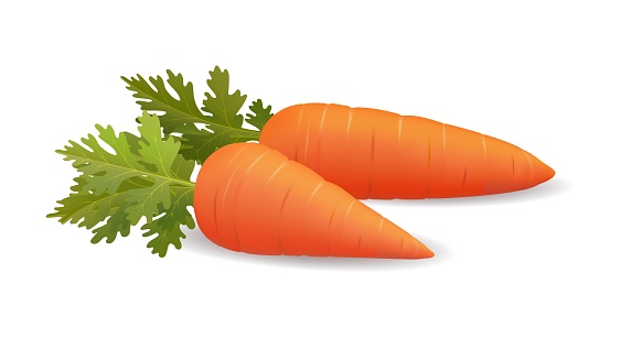 Photo realistic 3d carrot. Fresh carrot vegetable with leaves, cooking and salad tasty diet organic product isolated vector illustration