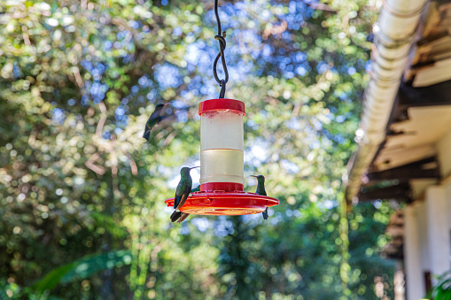 Two hummingbirds resting on a bird feeder outside a cabin in the little town of Minca