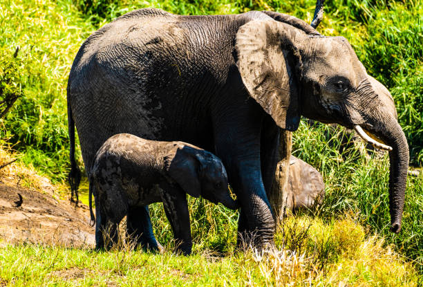 A mother African elephant and her calf stand close to each other in a natural outdoor setting