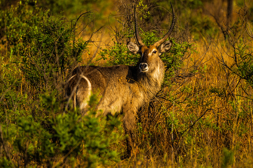 A white-tailed deer stands on a grassy meadow, surrounded by shrubbery and foliage