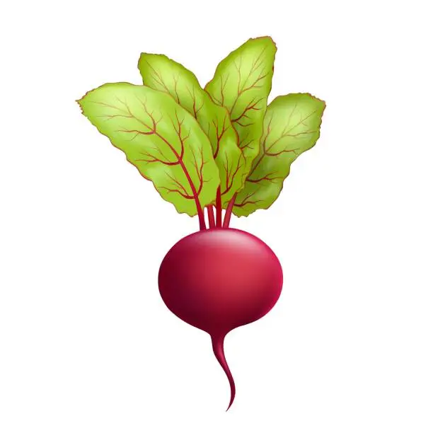 Vector illustration of Cartoon fresh beetroot vegetable