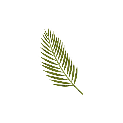 Green palm tree leaf vector illustration. Dracaena foliage icon. Tropical leaves isolated on white background. Jungle fern plant. Exotic flora element for botanical design