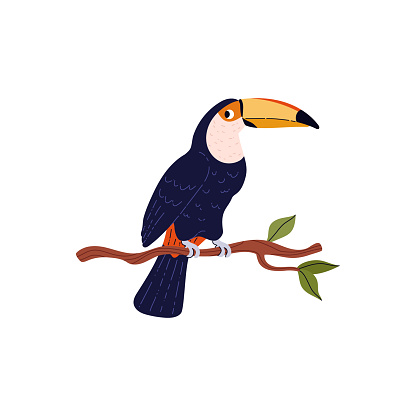 Tropical black toucan bird on the branch. Cartoon beautiful exotic wild bird with orange beak from rainforest. Vector illustration of jungle fauna animal red-billed toucan isolated on white