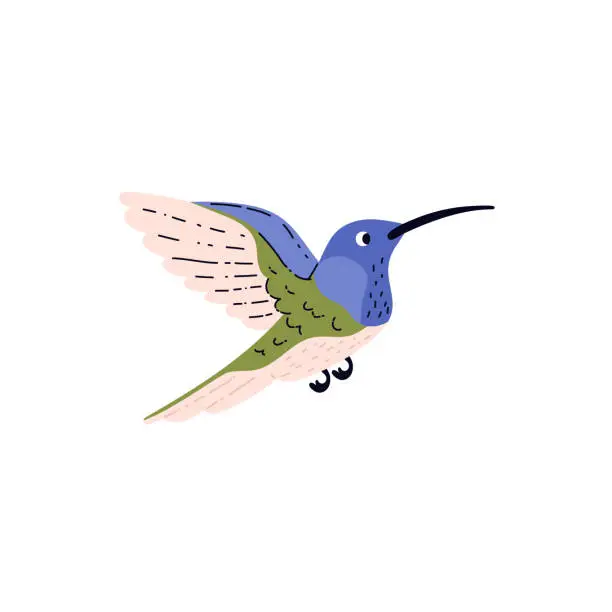 Vector illustration of Tropical hummingbird bird with long beak turquoise plumage, vector beautiful exotic small colibri wild bird jungle fauna