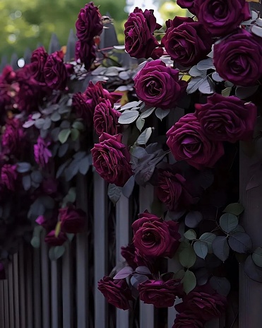 Dark red baccara roses looking amazing on a wooden wall