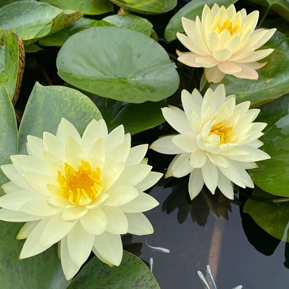White Waterlily looking amazing.
