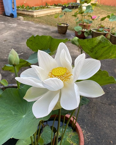 White Waterlily looking amazing.