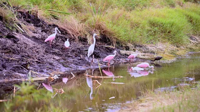 Nature Video of Rosette Spoonbills Wading in Titusville Florida