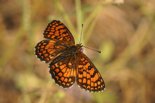 A macro shot of a Southern Heath Fritillary butterfly on a green plant
