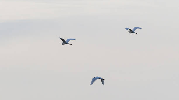 Rear/side view close-up of three Great Egrets in flight
