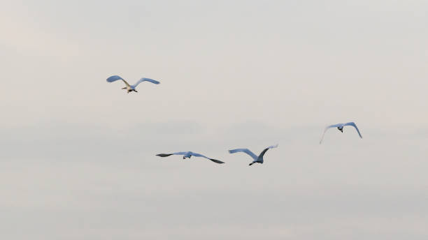 istock Rear view close-up of four Great Egrets in flight 1882702225
