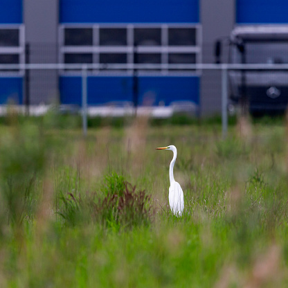 Daytime rear/side close-up of a single great egret (Ardea Alba) standing in an uncultivated meadow at a neighboring industrial district with its head turned to the side