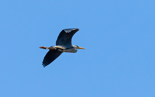 Side view close-up of a single Grey Heron (Ardea Cinerea) flying by with spread wings on a sunny springtime day with a clear blue sky, series 2/3