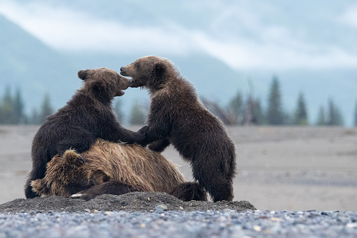 Alaska Peninsula brown bear, mother & cub,  Ursus arctos, at Hallo Bay in Katmai National Park, Alaska.