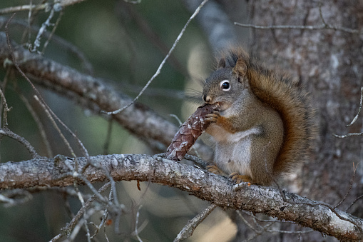 Male red squirrel eating a pine cone in a white pine tree at dawn.