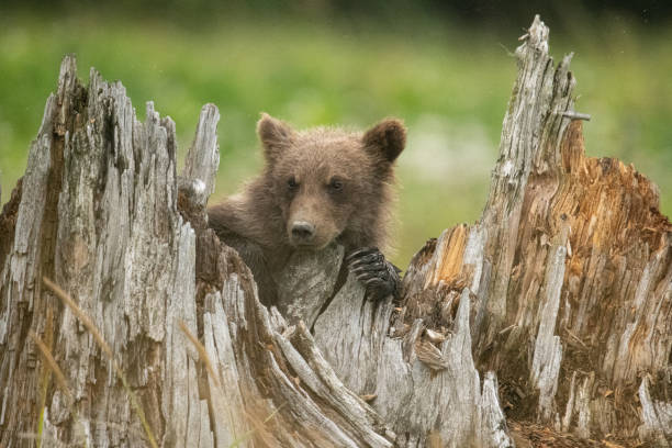 istock Brown bear cub resting on a stump watching for its mom. 1882724537