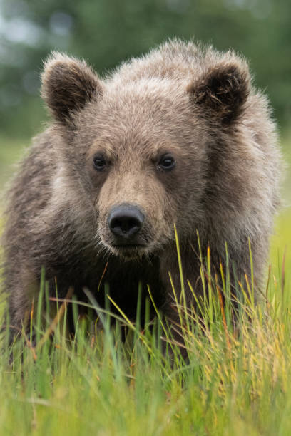 Young brown bear cub close-up in meadow grass.