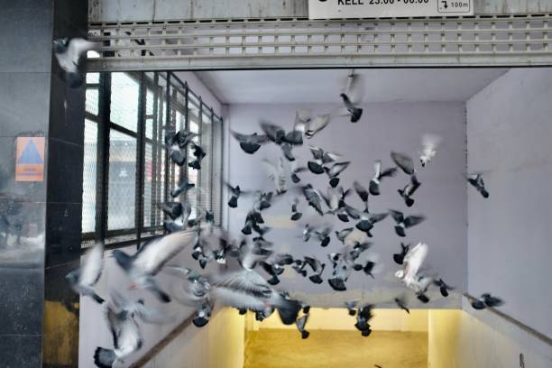 istock Flock of Birds 1882730224