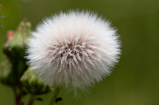 Urospermum picroides, dandelion seeds, white fluffy soft image, close-up