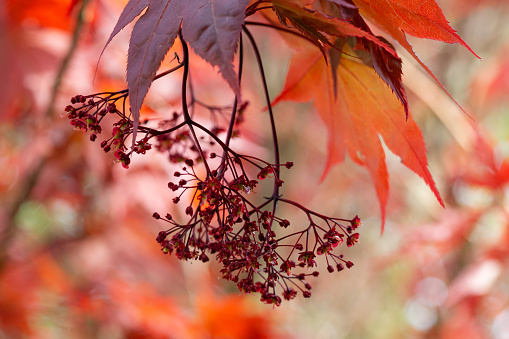 Macro springtime side-view close-up of a flowering Japanese Maple (Acer Palmatum) tree with shallow DOF, focus is on the Inflorescence blossom