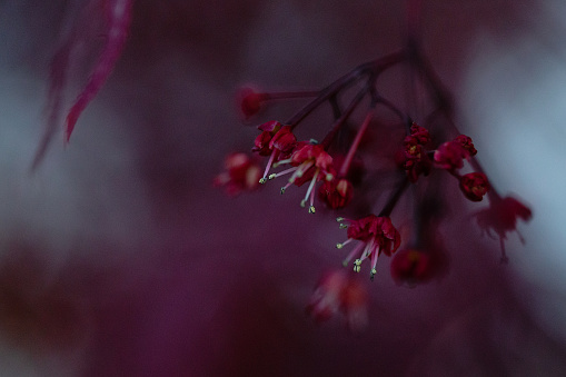 Macro springtime side-view close-up of a flowering Japanese Maple (Acer Palmatum) tree at dusk with shallow DOF, focus is on the blossom