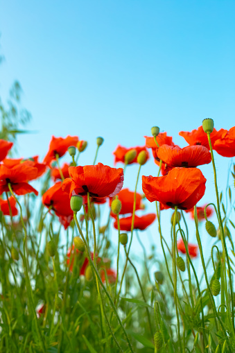 Beautiful bright flowers of red poppies against a blue sky. Vertical landscape.