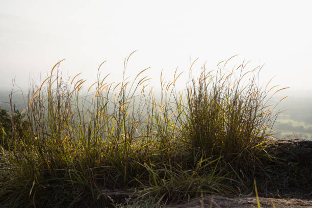 tall grass on top of mountain in summer at sunset