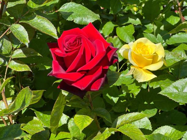 istock Red and yellow roses flowers 1882810061