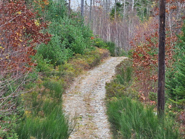 istock Slim Dirt Road into Woods 1882844260