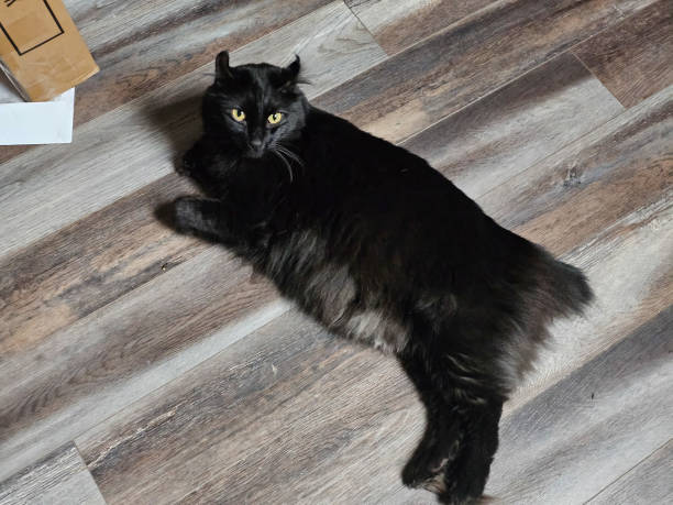 istock Large black cat stretched across floor 1882844268