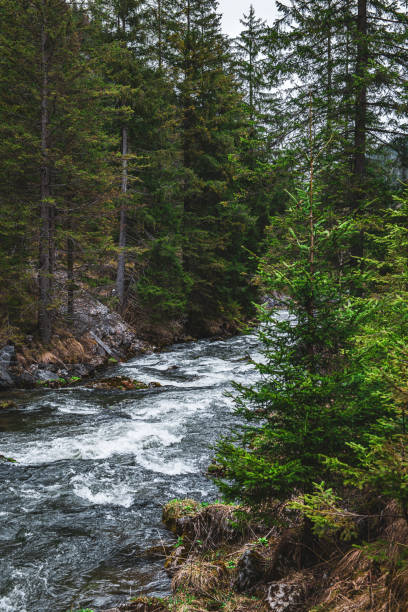 istock Scenic view of a river flowing through a green pine forest on a cloudy day 1882852478