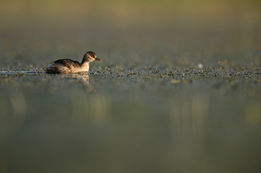 Closeup of little grebe with Reflection in water