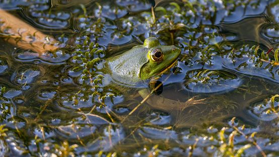 A green frog perched in a shallow lake