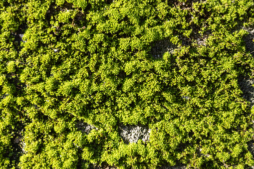 A top view of fresh green moss on a wall in sunlight