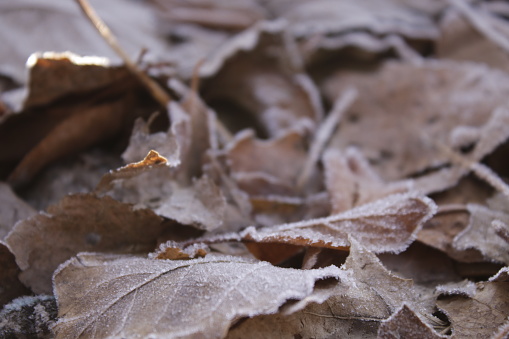 A close-up of golden and brown dry leaves scattered on the ground covered in frost