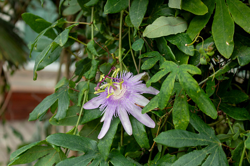 Purple passion flower Passiflora. Flower in the garden