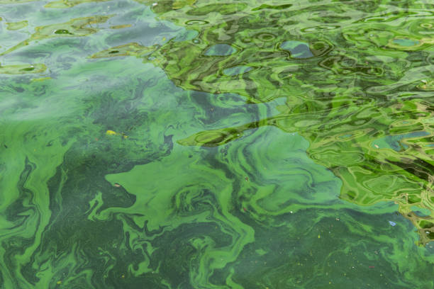 istock Water pollution by blooming blue-green algae - Cyanobacteria is world environmental problem. Water bodies, rivers and lakes with harmful algal blooms. Ecology concept of polluted nature 1882877097