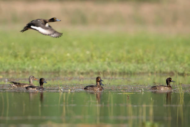 istock Flock of Tufted Ducks in Wetland 1882897612