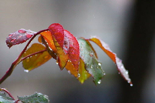 A branch with autumn leaves during rain