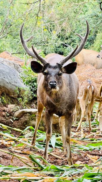 istock Group of deer grazing in a green forest setting 1882910787