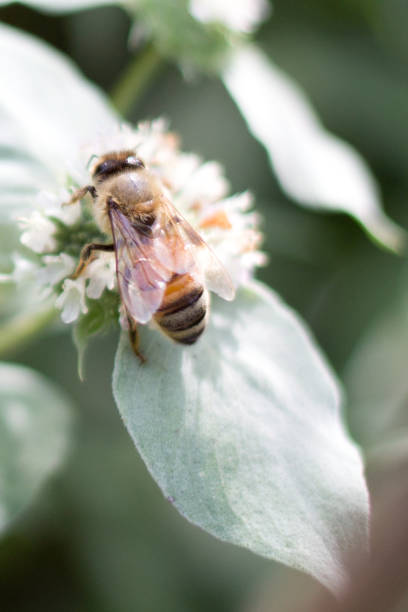 istock Close up of a bee 1882915922